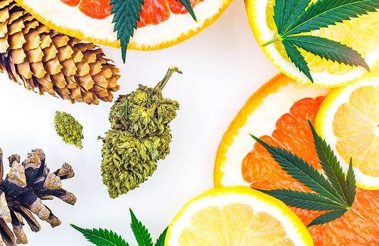TERPENES 101: DEMYSTIFYING THEM AND UNDERSTANDING THEIR EFFECTS